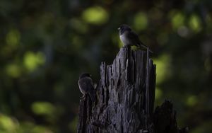 Preview wallpaper bird, tree, bark, wildlife