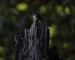 Preview wallpaper bird, tree, bark, wildlife