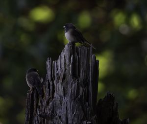 Preview wallpaper bird, tree, bark, wildlife