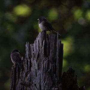Preview wallpaper bird, tree, bark, wildlife