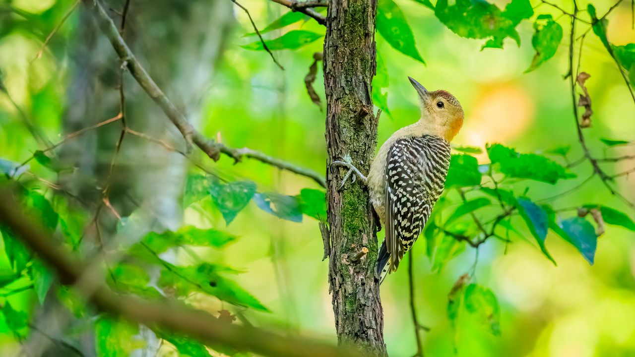 Wallpaper bird, tree, bark, wildlife, leaves