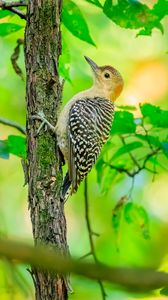 Preview wallpaper bird, tree, bark, wildlife, leaves