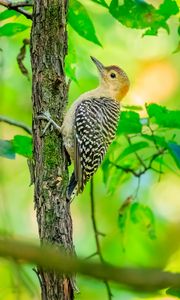 Preview wallpaper bird, tree, bark, wildlife, leaves