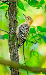 Preview wallpaper bird, tree, bark, wildlife, leaves
