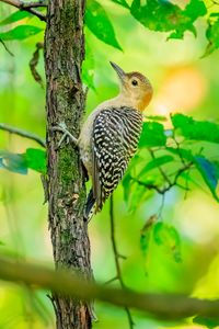 Preview wallpaper bird, tree, bark, wildlife, leaves