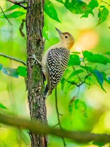 Preview wallpaper bird, tree, bark, wildlife, leaves