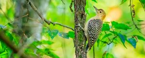 Preview wallpaper bird, tree, bark, wildlife, leaves