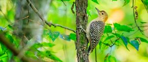 Preview wallpaper bird, tree, bark, wildlife, leaves