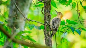 Preview wallpaper bird, tree, bark, wildlife, leaves