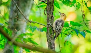 Preview wallpaper bird, tree, bark, wildlife, leaves