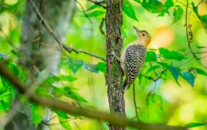 Preview wallpaper bird, tree, bark, wildlife, leaves