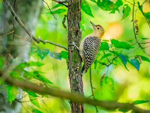 Preview wallpaper bird, tree, bark, wildlife, leaves