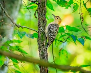 Preview wallpaper bird, tree, bark, wildlife, leaves