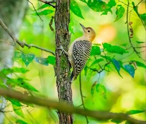 Preview wallpaper bird, tree, bark, wildlife, leaves