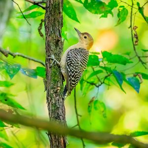 Preview wallpaper bird, tree, bark, wildlife, leaves