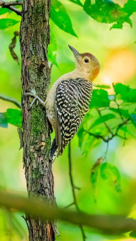 540x960 Wallpaper bird, tree, bark, wildlife, leaves