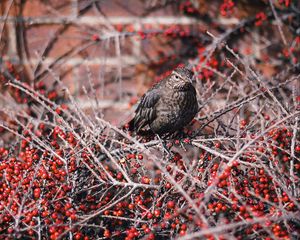 Preview wallpaper bird, tree, berries