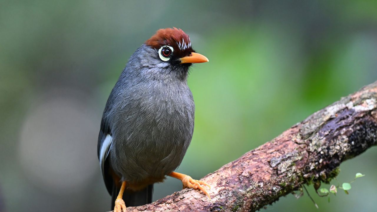 Wallpaper bird, tree, branch, feathers, gray