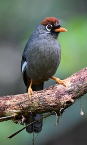 Preview wallpaper bird, tree, branch, feathers, gray