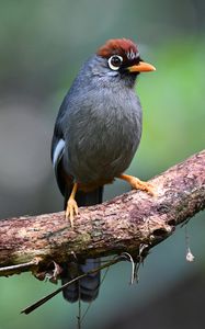 Preview wallpaper bird, tree, branch, feathers, gray