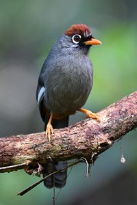 Preview wallpaper bird, tree, branch, feathers, gray