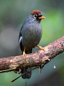 Preview wallpaper bird, tree, branch, feathers, gray