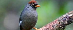 Preview wallpaper bird, tree, branch, feathers, gray