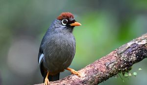 Preview wallpaper bird, tree, branch, feathers, gray