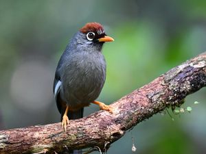Preview wallpaper bird, tree, branch, feathers, gray