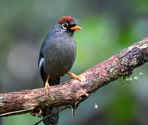 Preview wallpaper bird, tree, branch, feathers, gray