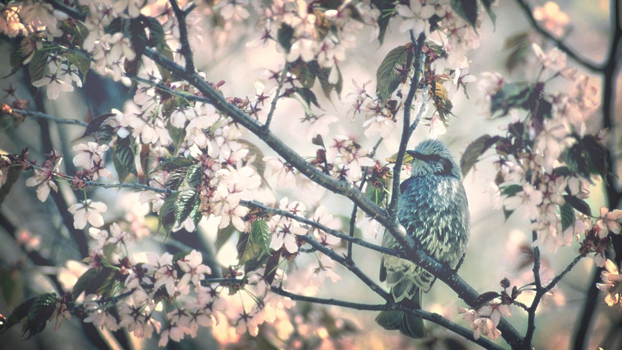 Wallpaper bird, tree, branch, flower, spring, bloom