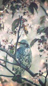 Preview wallpaper bird, tree, branch, flower, spring, bloom