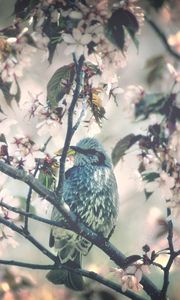 Preview wallpaper bird, tree, branch, flower, spring, bloom