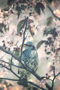 Preview wallpaper bird, tree, branch, flower, spring, bloom