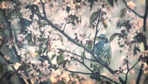 Preview wallpaper bird, tree, branch, flower, spring, bloom