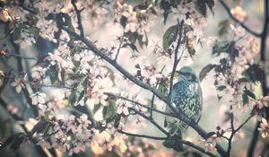 Preview wallpaper bird, tree, branch, flower, spring, bloom