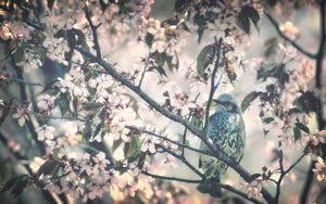 Preview wallpaper bird, tree, branch, flower, spring, bloom