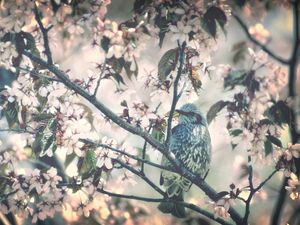 Preview wallpaper bird, tree, branch, flower, spring, bloom