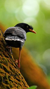 Preview wallpaper bird, tree, branch, climb