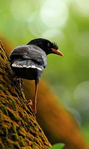 Preview wallpaper bird, tree, branch, climb