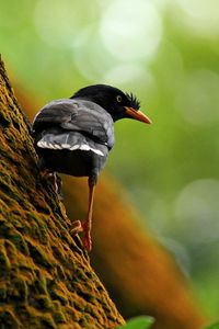 Preview wallpaper bird, tree, branch, climb