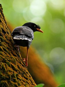 Preview wallpaper bird, tree, branch, climb