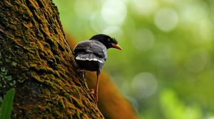 Preview wallpaper bird, tree, branch, climb