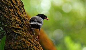 Preview wallpaper bird, tree, branch, climb