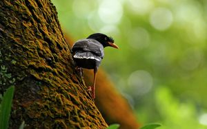 Preview wallpaper bird, tree, branch, climb