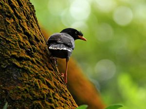 Preview wallpaper bird, tree, branch, climb