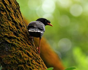 Preview wallpaper bird, tree, branch, climb