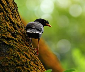 Preview wallpaper bird, tree, branch, climb