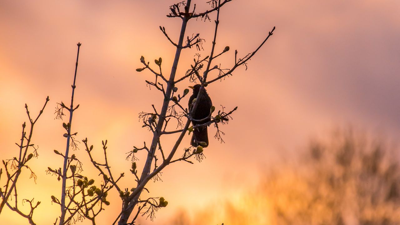 Wallpaper bird, tree, branches, sunset