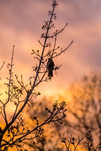 Preview wallpaper bird, tree, branches, sunset